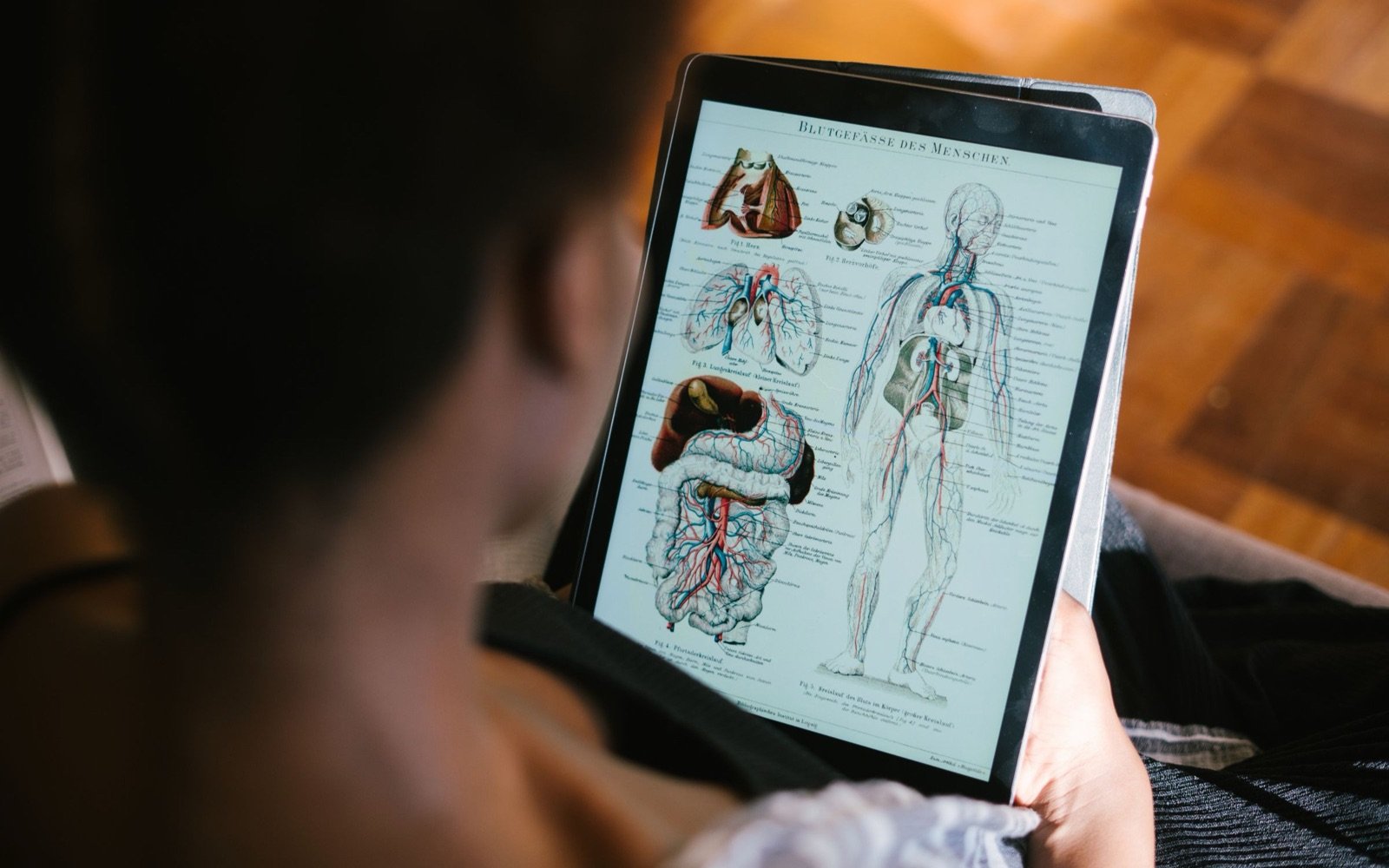 A student studying a detailed anatomy diagram on a tablet